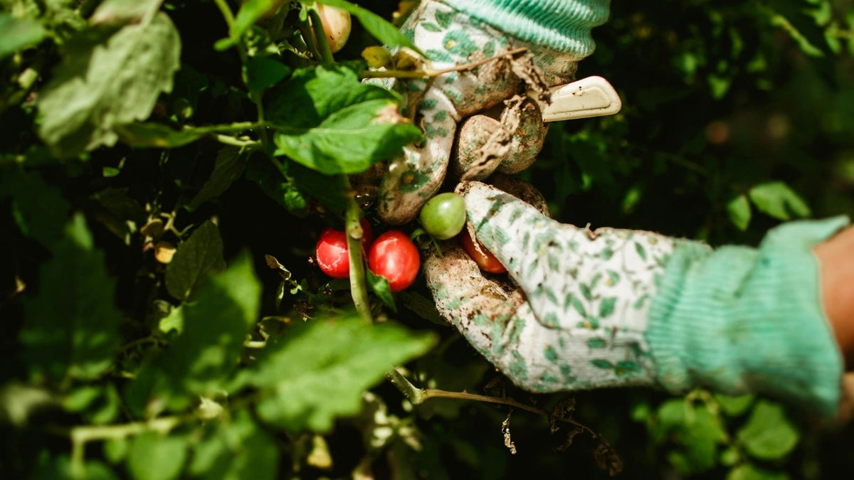 Så håller du tomatplantorna vid liv längre på hösten