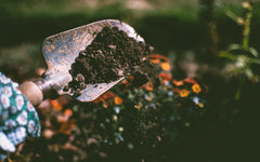 Hand med trädgårdsspade fyller jord vid färgglada blommor, biokol och trädgård